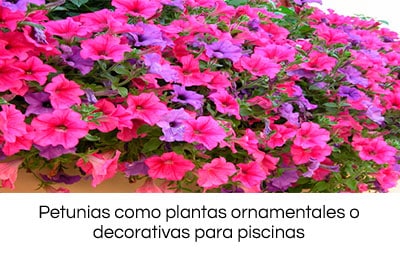 las mejores plantas para su piscina 10