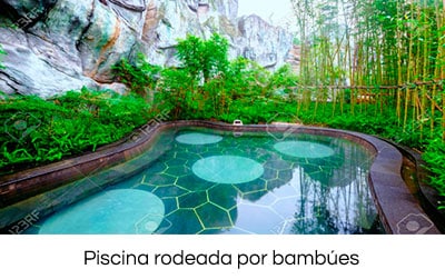 las mejores plantas para su piscina 3