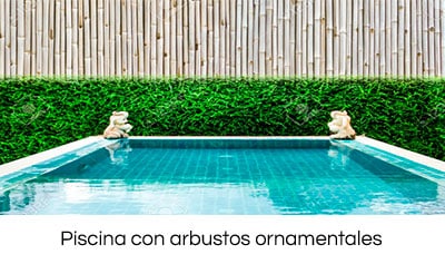 las mejores plantas para su piscina 4