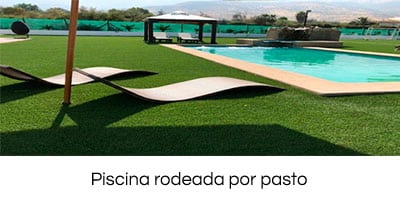 las mejores plantas para su piscina 5