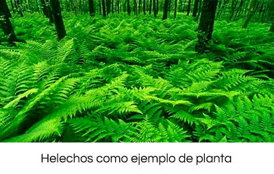 las mejores plantas para su piscina 7