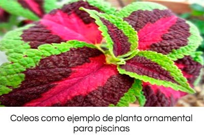 las mejores plantas para su piscina 8