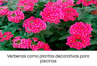 las mejores plantas para su piscina 9